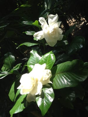 Isole di Brissago by null