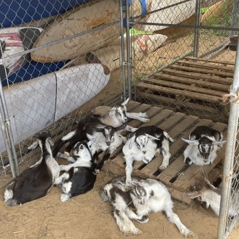 Surfing Goat Dairy - Baby goats chilling in the shade - Cheese Shops Near Me - Kula, Hawaii Surfing Goat Dairy - Baby goats chilling in the shade - Cheese Shops Near Me - Kula, Hawaii