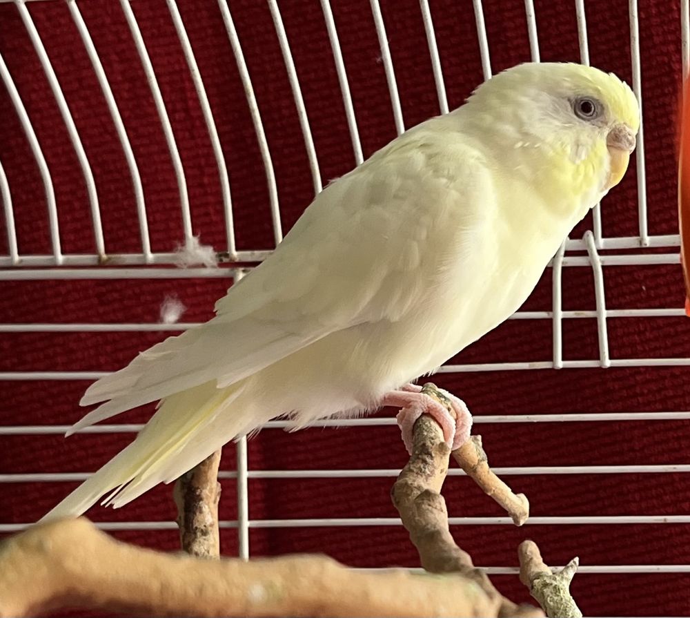 BirdSmart - pet boarding facility in San Diego, CA