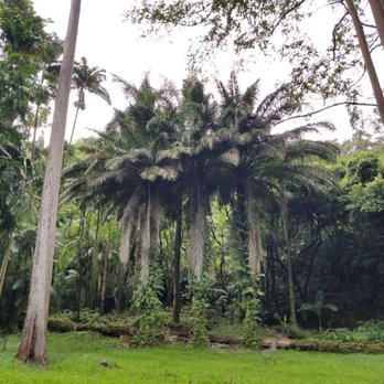 Ke'anae Arboretum - Parks Near Me - Kula, Hawaii