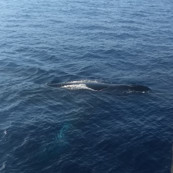 PacWhale Eco-Adventures - Tours Near Me - Wailuku, Hawaii PacWhale Eco-Adventures - Tours Near Me - Wailuku, Hawaii