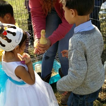 Ponies Plus - Party Equipment Rentals Near Me