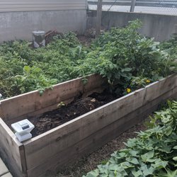 Chicago Lawn to Garden - Raised bed + converted lawnspace