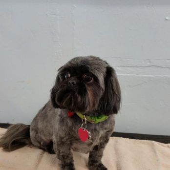 K9 Design Grooming & Boarding - Pet Groomers Near Me - Tucumcari, New Mexico K9 Design Grooming & Boarding - Pet Groomers Near Me - Tucumcari, New Mexico