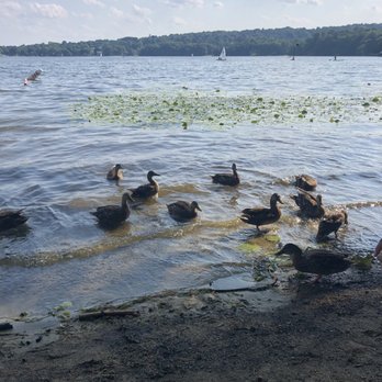 Mystic Lakes - Sandy Beach - Ducks on the lake. - Parks Near Me - Winchester, Massachusetts