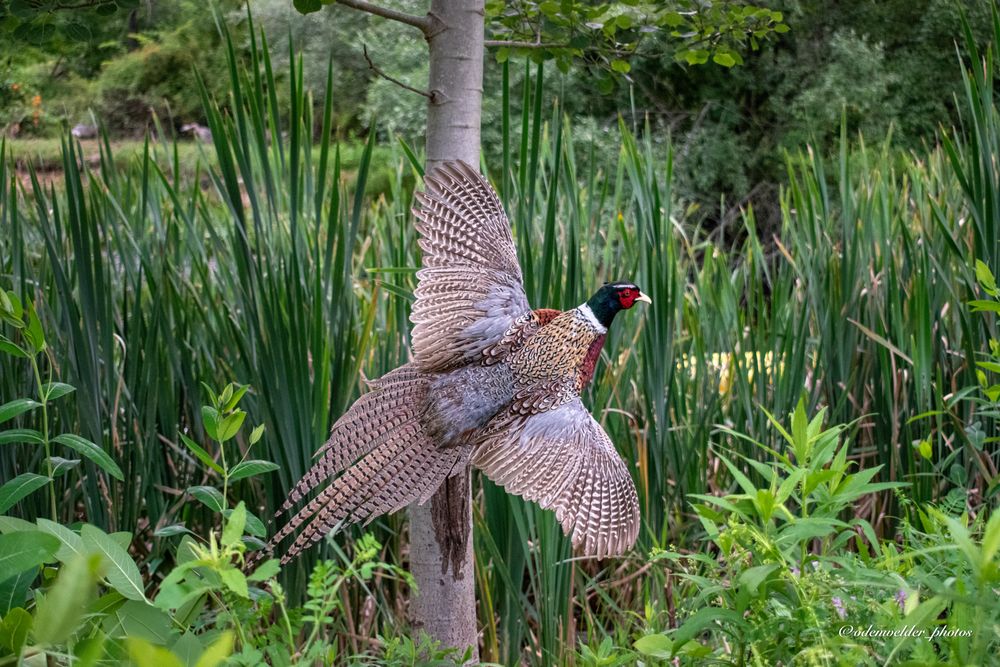 Hunted Dreams Taxidermy - taxidermy in Kunkletown, PA