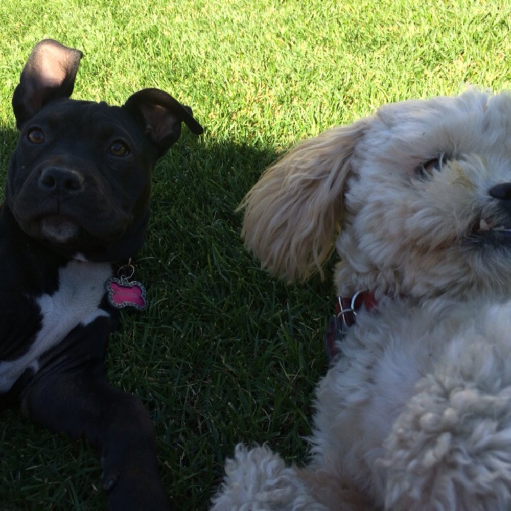 You Dirty Dog - Pet Groomers Near Me - Long Beach, California You Dirty Dog - Pet Groomers Near Me - Long Beach, California