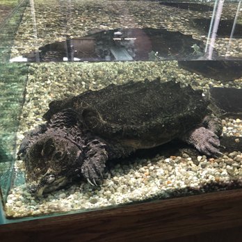 Reptile Lagoon - Scary turtle - Zoos Near Me - Hamer, South Carolina Reptile Lagoon - Scary turtle - Zoos Near Me - Hamer, South Carolina