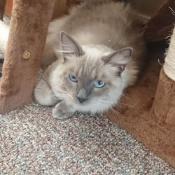 Eye Manager - My cat