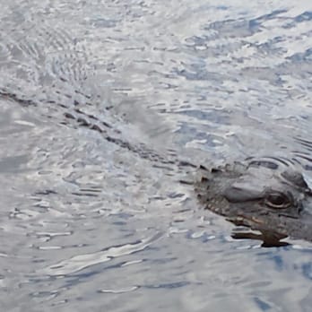 Ultimate Swamp Adventures - Tours Near Me - Westwego, Louisiana Ultimate Swamp Adventures - Tours Near Me - Westwego, Louisiana