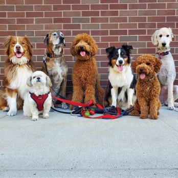 The Fetching Hound - Group walks with The Fetching Hound Southie Crew - Dog Walkers Near Me