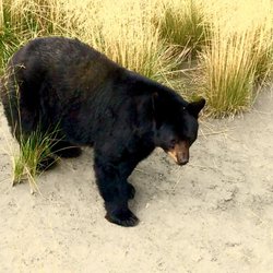 Bear Paw Transportation
