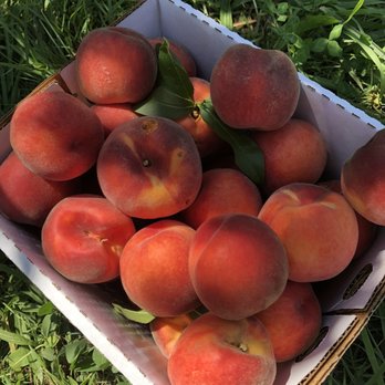 Park Hill Orchard - About 10lbs of peaches. - Farmers Market Near Me - Easthampton, Massachusetts