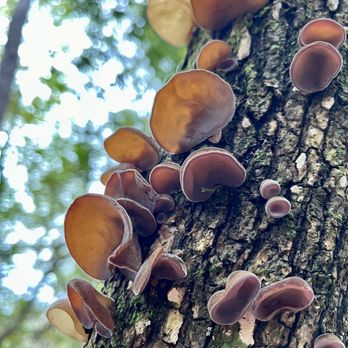 Big Thicket National Preserve - Parks Near Me - Kountze, Texas