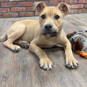 Pawsome Pups - Pet Training Near Me - Cozad, Nebraska Pawsome Pups - Pet Training Near Me - Cozad, Nebraska