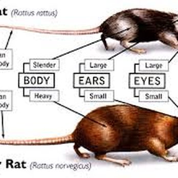 WL Pest Control - Pest Control Near Me - Grayson, Georgia WL Pest Control - Pest Control Near Me - Grayson, Georgia