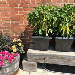 Homegrown peppers outside the restaurant
