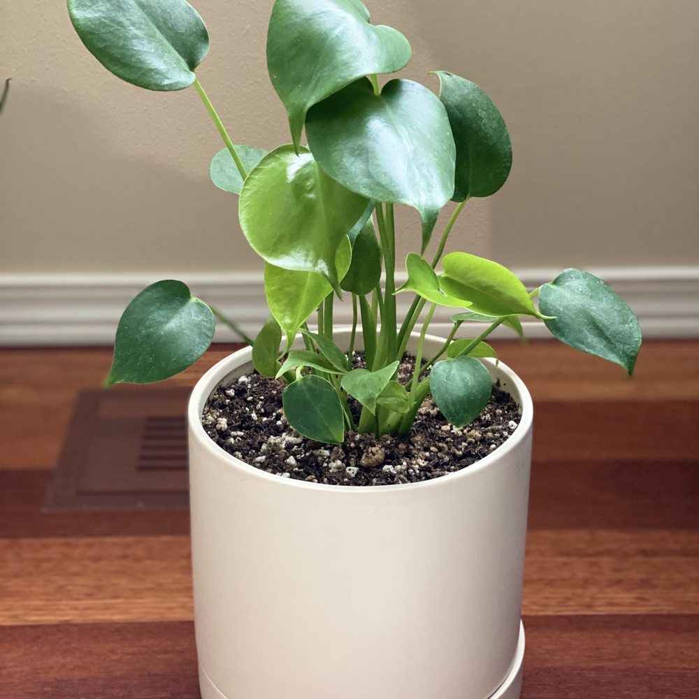 Fern - My new plant at home! - Nurseries & Gardening Near Me - Spokane, Washington Fern - My new plant at home! - Nurseries & Gardening Near Me - Spokane, Washington