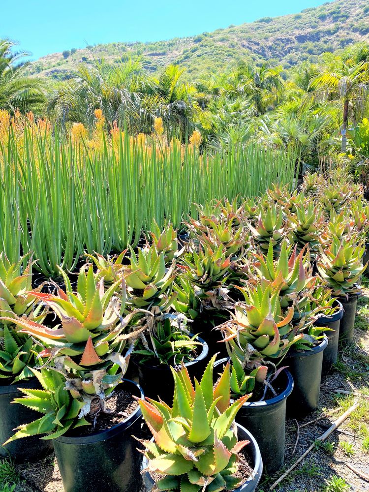 ESCONDIDO VALLEY NURSERY Updated August 2024 25015 Valley Center Rd