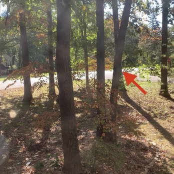 Top Notch Tree Specialists - Tree that was leaning towards the house "before". - Tree Services Near Me