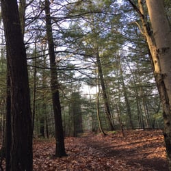 Highland Park - Some pine trails amidst the rocky trails.
