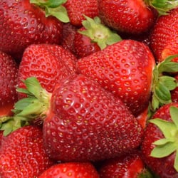 Apple Farms - Very Nice Strawberries Here