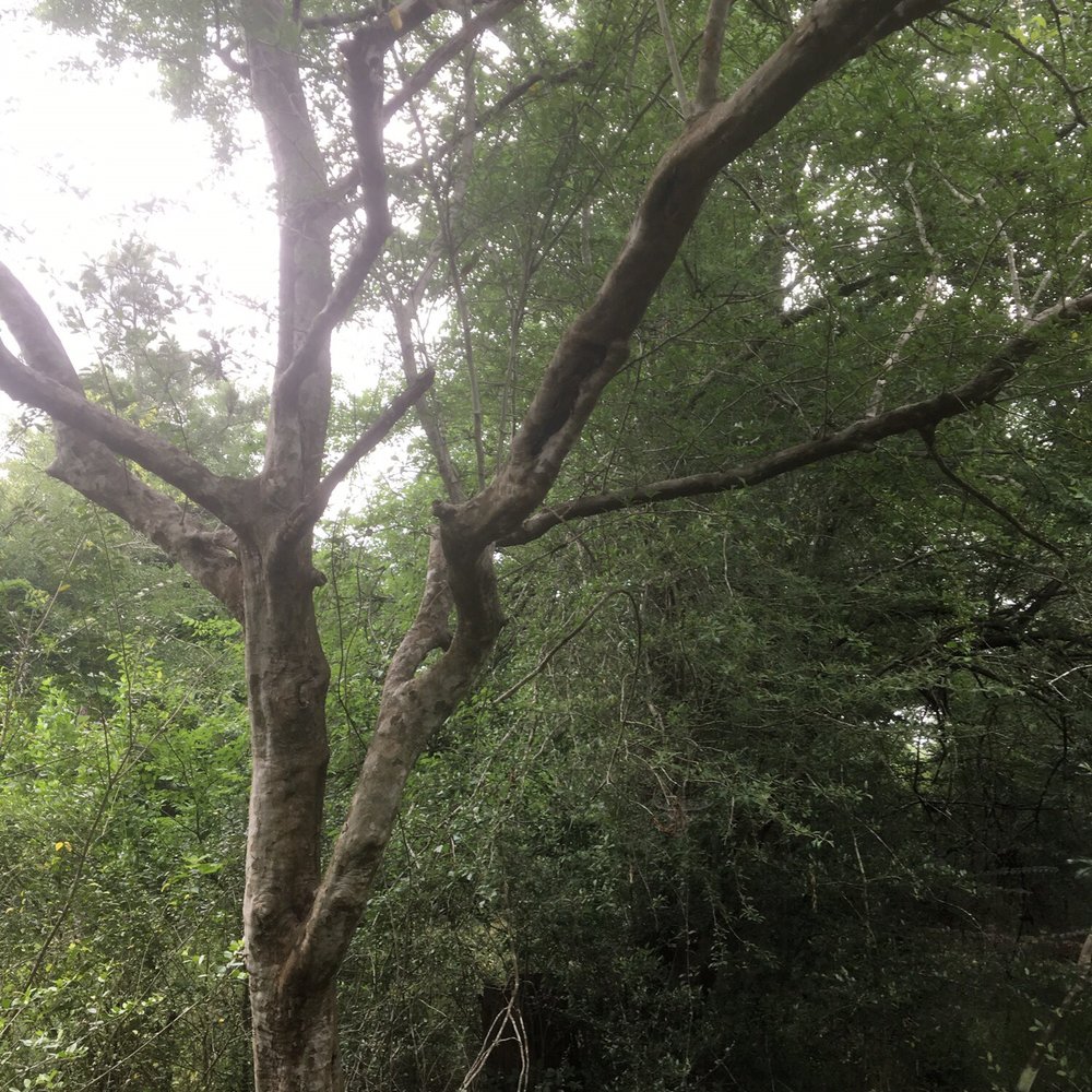 Spring Creek Greenway Nature Center - Medicinal trees - Parks Near Me - Spring, Texas Spring Creek Greenway Nature Center - Medicinal trees - Parks Near Me - Spring, Texas