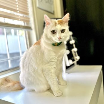 Purrfect Pet Parlor - My purrfect furbaby after her grooming - Pet Groomers Near Me - Long Beach, California Purrfect Pet Parlor - My purrfect furbaby after her grooming - Pet Groomers Near Me - Long Beach, California