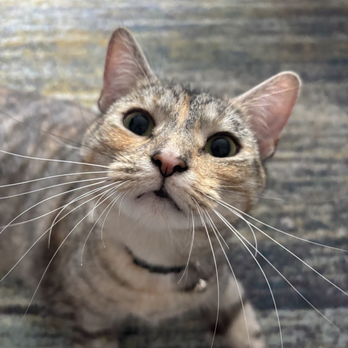 Sniff N Stroll DMV - Pet Sitting Near Me - Brentwood, Maryland Sniff N Stroll DMV - Pet Sitting Near Me - Brentwood, Maryland