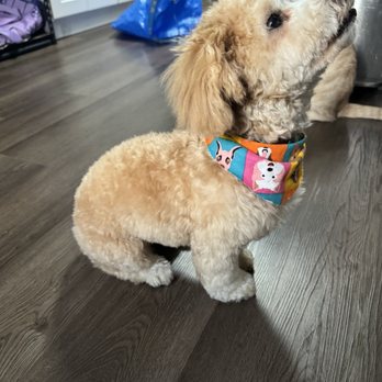 Essential Grooming - Pet Groomers Near Me - Santee, California Essential Grooming - Pet Groomers Near Me - Santee, California