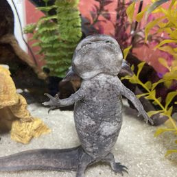 Axolotl