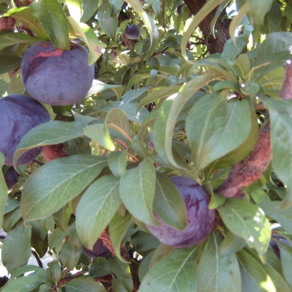 Wolfe Ranch - U-PICK mouth puckering plums - Fruits & Veggies Near Me - Brentwood, California Wolfe Ranch - U-PICK mouth puckering plums - Fruits & Veggies Near Me - Brentwood, California