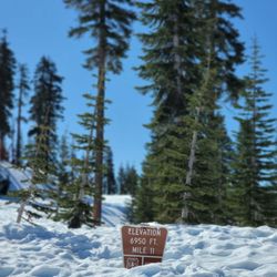 Bunny Flat Trail