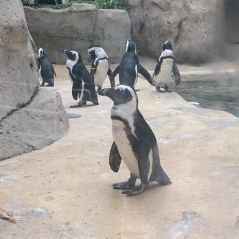 Dallas Zoo - Penguin love - Zoos Near Me - Dallas, Texas Dallas Zoo - Penguin love - Zoos Near Me - Dallas, Texas