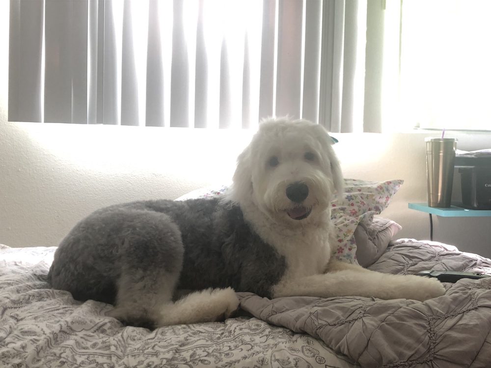 THE LITTLE DOG HOUSE 59 Photos & 79 Reviews 5758 Hollister Ave, Goleta, CA Yelp