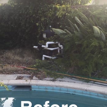 Hala's Tree Care - Pool filter nearly inaccessible from climbing vines, weeds, and wild junk. - Tree Services Near Me - Whittier, California
