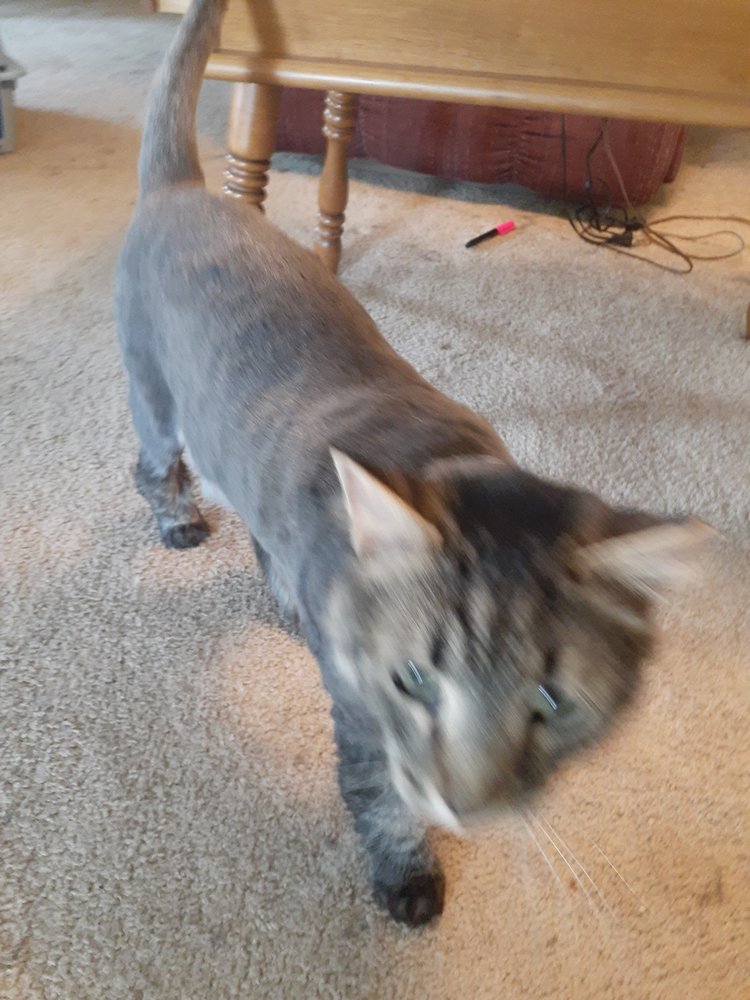 THAT PLACE FOR PETS Updated September 2024 1299 Findlay Rd, Lima