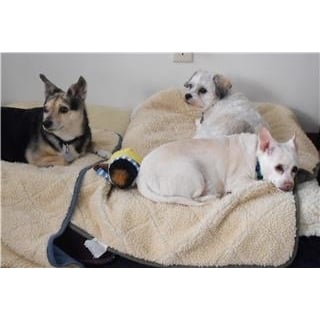Larry's Pet and House Sitting - pet boarding facility in Rio Rancho, NM