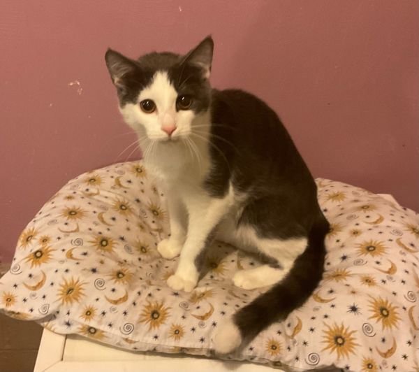 PET CONNECTION Updated October 2024 127 Sunrise Dr, Avonmore