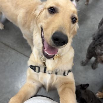Buddies - Holly now - Pet Groomers Near Me - Las Vegas, Nevada