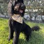 Photo of Atlantic Doggery