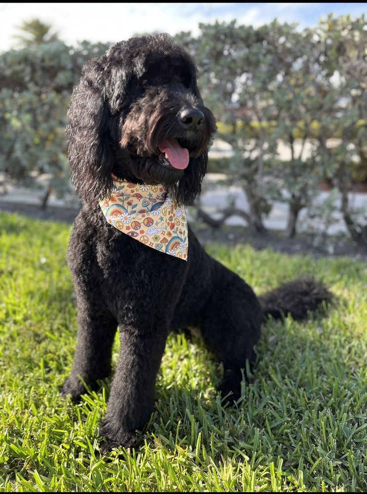 Atlantic Doggery Image