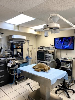 Turtle Hospital by null