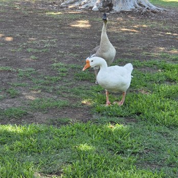 Central Park at Mill Creek - Geese 07-03-2025 - Parks Near Me - Bakersfield, California Central Park at Mill Creek - Geese 07-03-2025 - Parks Near Me - Bakersfield, California