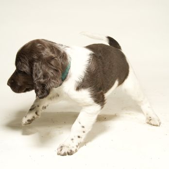 Fidus Foto - Pet Photography Near Me Fidus Foto - Pet Photography Near Me