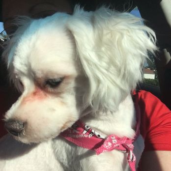 Grooming For Good - Pet Groomers Near Me