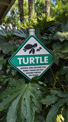 Crush's Coaster by null