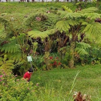 Lavaloha - Lava tube in sunken garden - Chocolatiers & Shops Near Me - Hilo, Hawaii