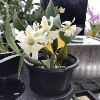 White Plains Orchids - Nurseries & Gardening Near Me - White Plains, New York White Plains Orchids - Nurseries & Gardening Near Me - White Plains, New York