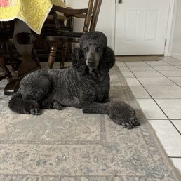 Standard Poodle Miami Clip Standard Poodle Miami Clip